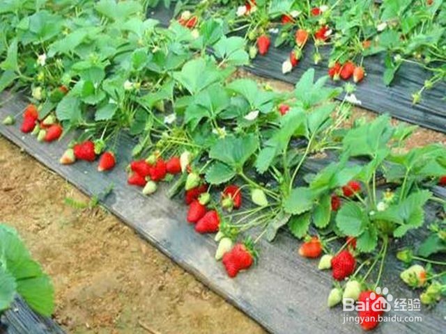 草莓怎么种植