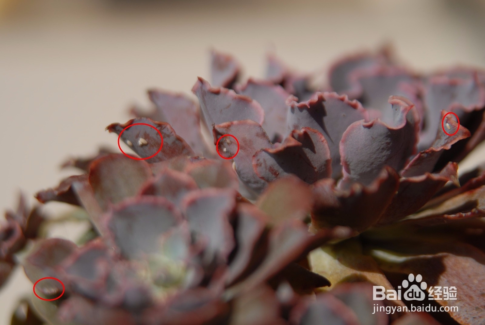 多肉叶子软了怎么办