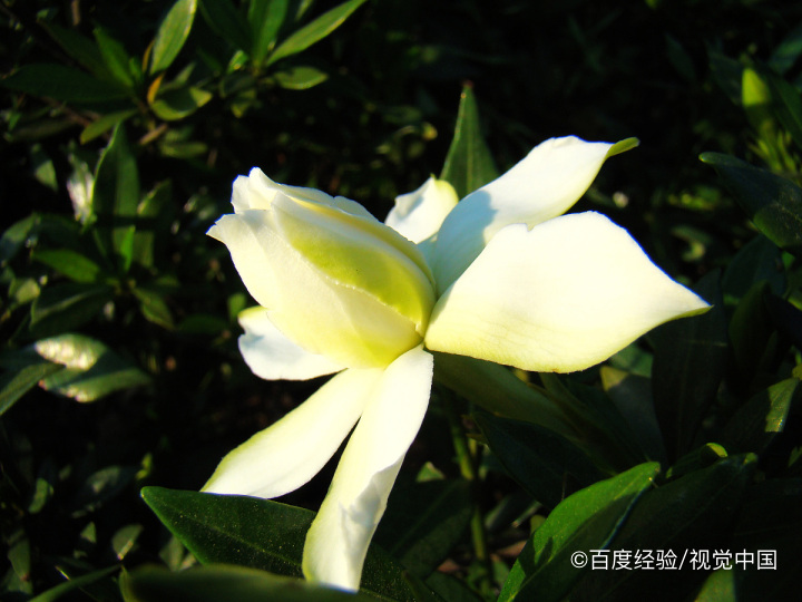 栀子花冬天怎么养才能安全过冬?