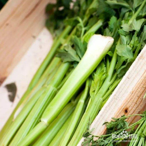 秋芹菜露天种植技术