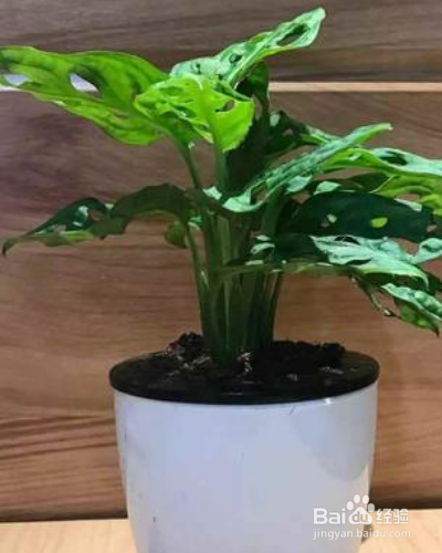 常绿草本植物猫眼竹芋如何养殖？