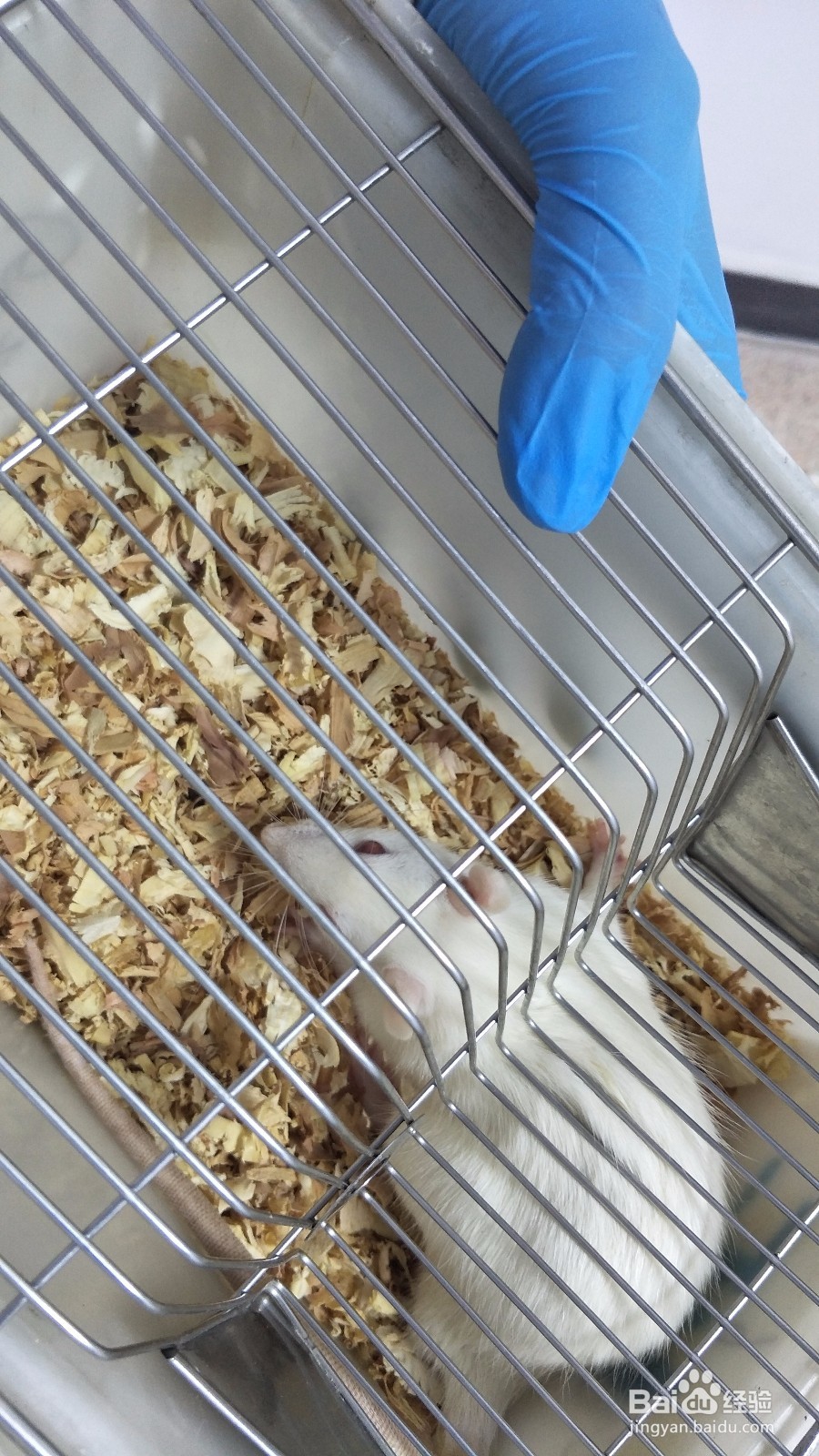 大白鼠取脑组织步骤