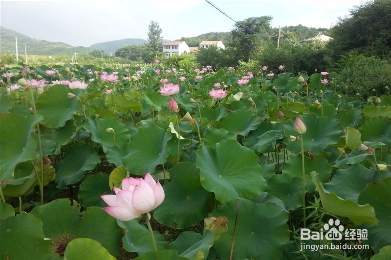 黄陂木兰玫瑰花园旅游攻略