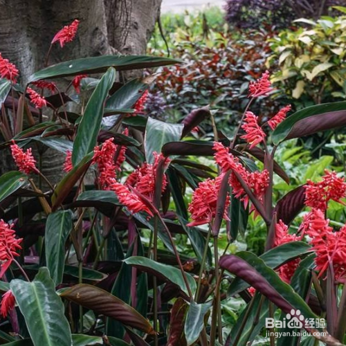 家里养的紫背竹芋叶子发黄怎么办