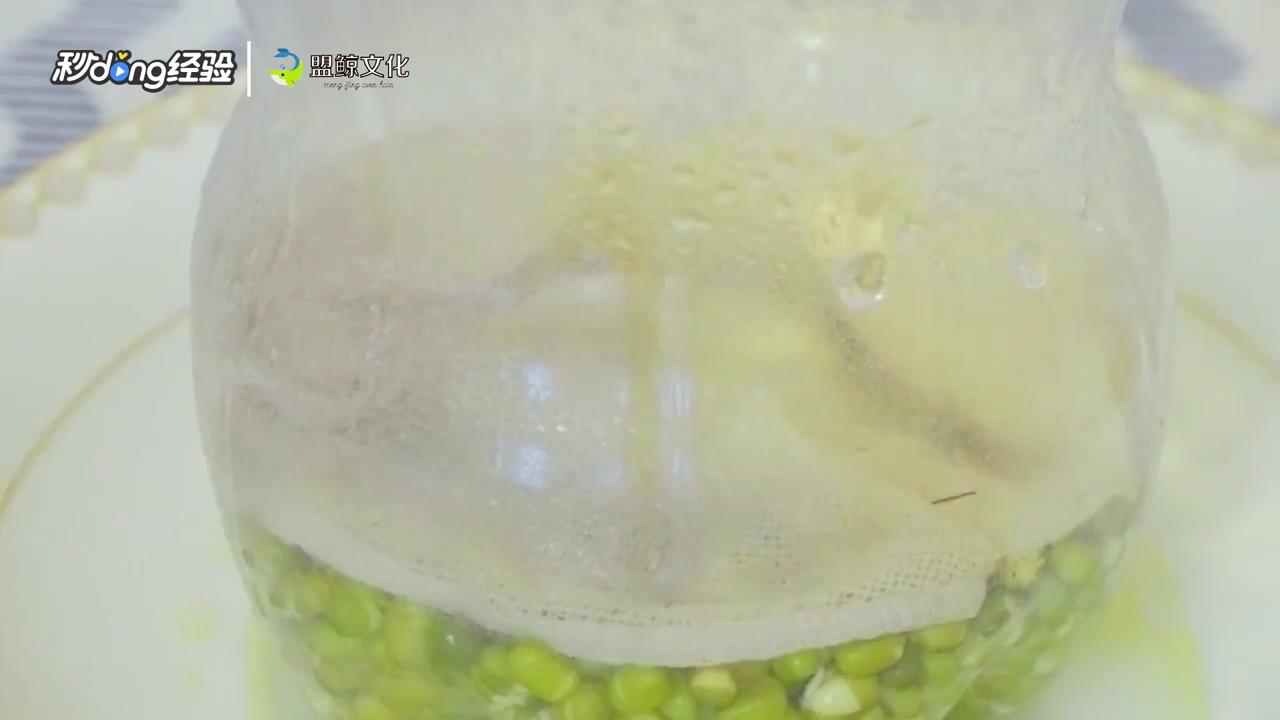 可乐瓶生豆芽的方法