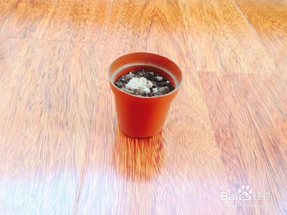 如何养仙人球呢？