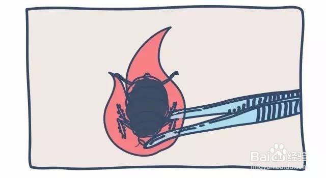 泰迪怎么杀体外虫