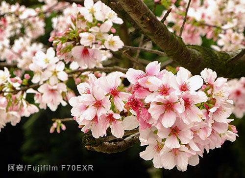 花季物语！小DC照样拍出好照片之实战篇