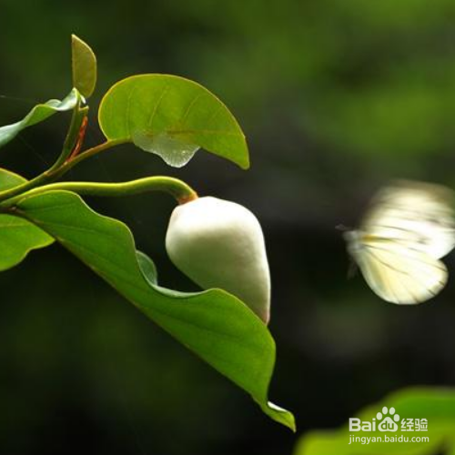 黄山玉兰的种植方法和注意事项