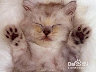 夏季如何预防猫咪中暑