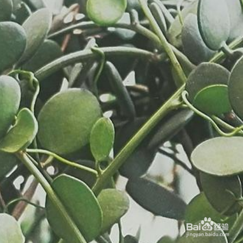 碧雷鼓多久浇一次水？