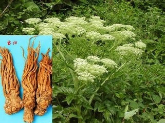 少女闭经用当归：[1]血药不容舍当归