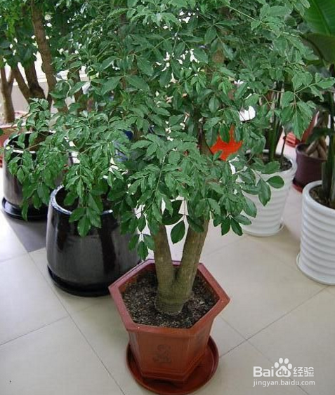 根少的幸福树怎么办