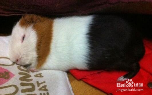 荷兰猪为什么晚上叫？