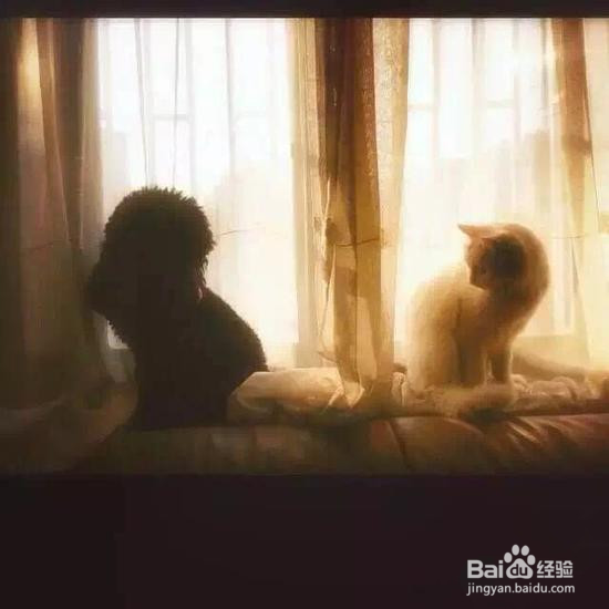 如何用手机拍好猫咪，喵星人必备手机拍照技巧