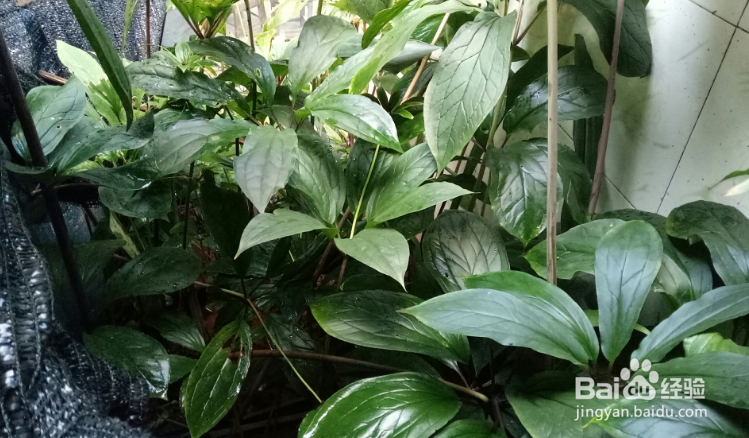 怎么种植重楼?
