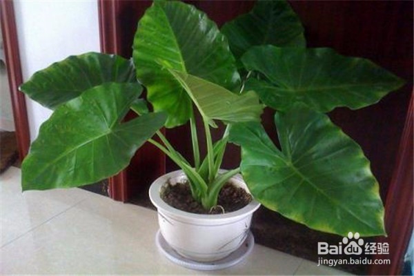 滴水观音的养殖方法和注意事项有哪些？