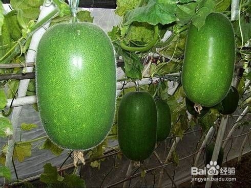 如何治疗脚气——食疗方法谈