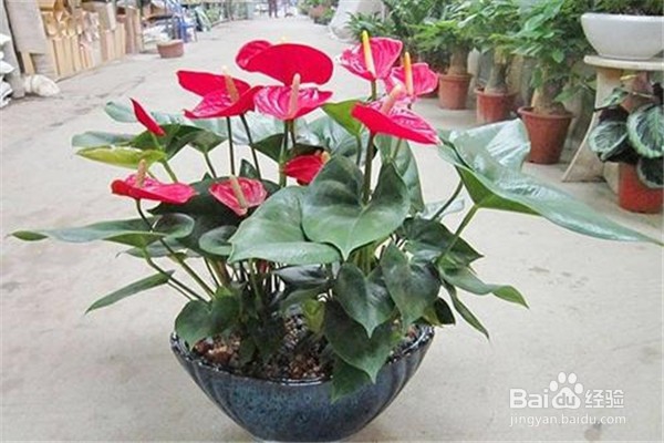 养红掌的方法和注意事项有什么?