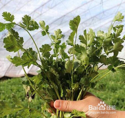 香菜种植方法和时间