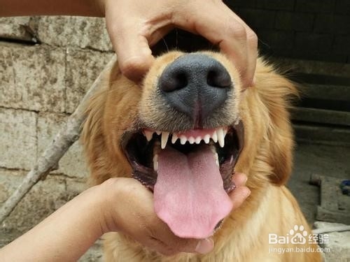 去狗嘴臭的小窍门