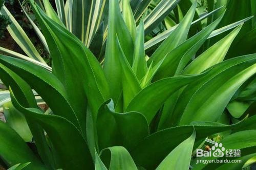 龙舌兰的养殖和注意事项