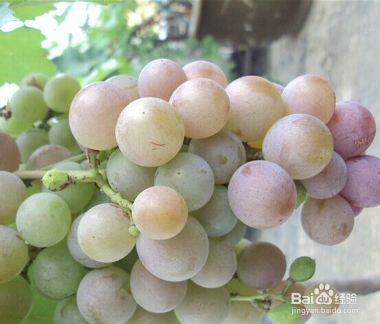 阳台花园：[5]家里怎么种葡萄，葡萄种植方法