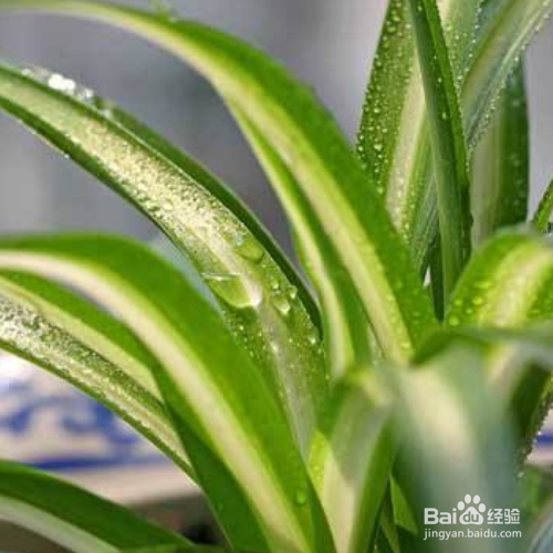 养殖银边吊兰的技巧有哪些？