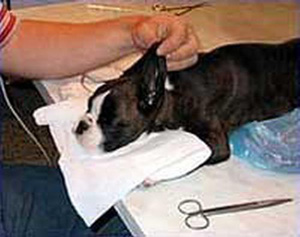 怎样给狗狗裁耳