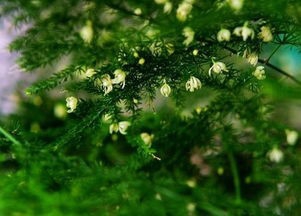 文竹长新芽如何掐尖