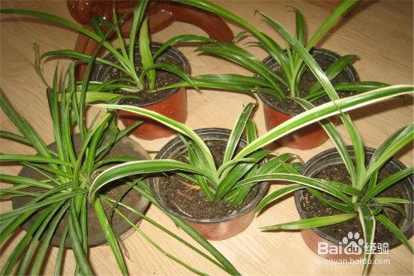 吊兰应该怎么养？