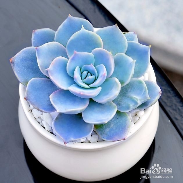 适合新手养的是多肉植物有哪些