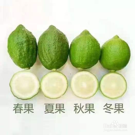 如何挑选到好柠檬