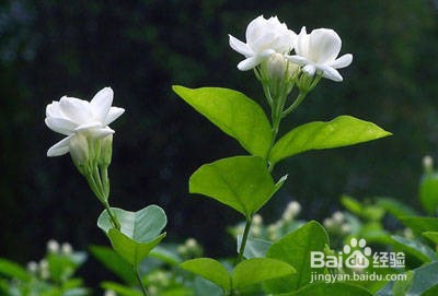 茉莉花的养殖方法及注意事项