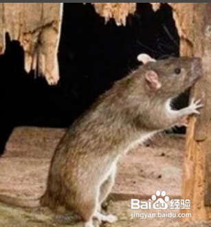 家里进了老鼠怎么除根