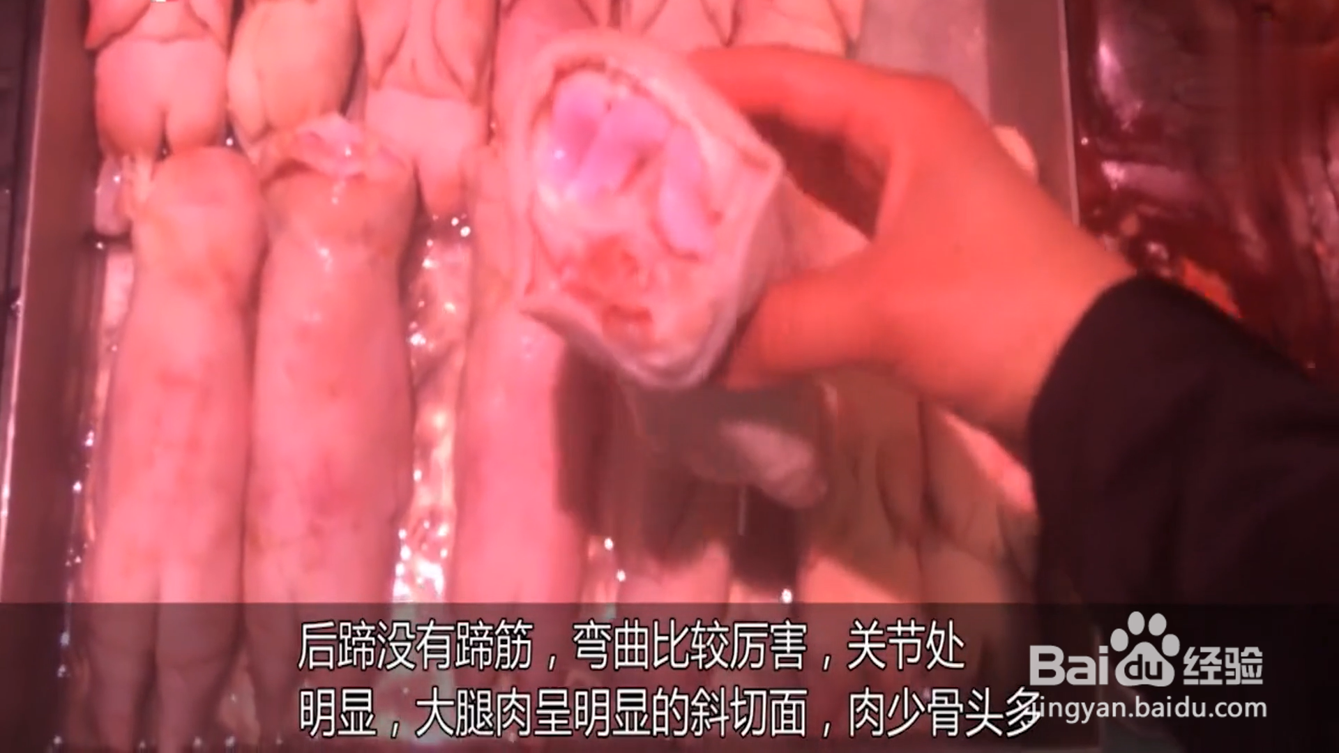 如何挑选猪蹄？