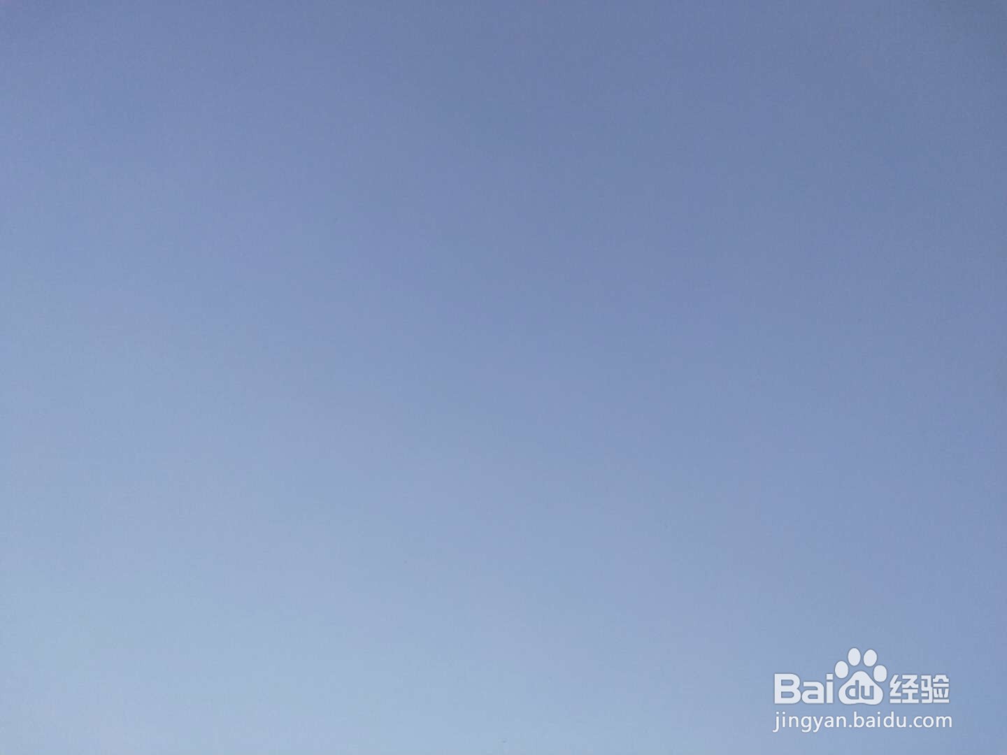 你见过金银花吗?