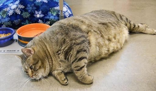 三个月左右的猫咪标准体重是多少啊