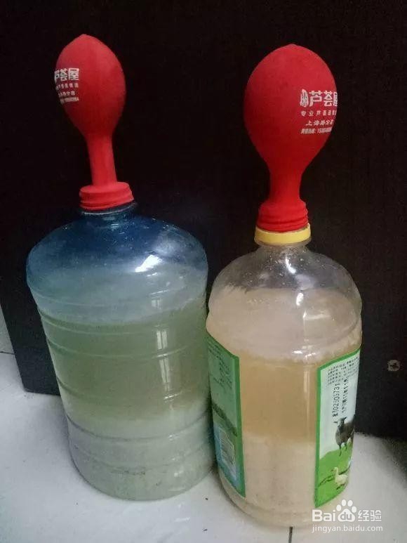 为什么你用淘米水浇花浇一盆死一盆呢？