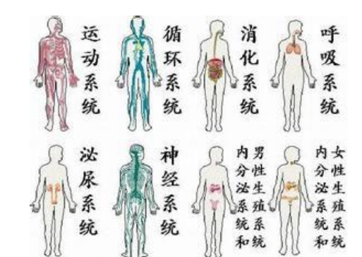 人体的八大系统的组成和功能分别是