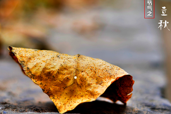 《立秋之夜》主要表达了什么思想感情