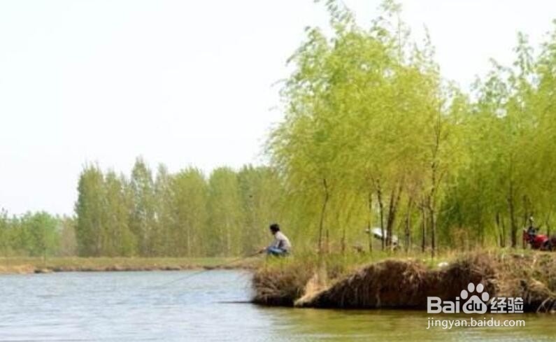 春季什么时候出钓效果好