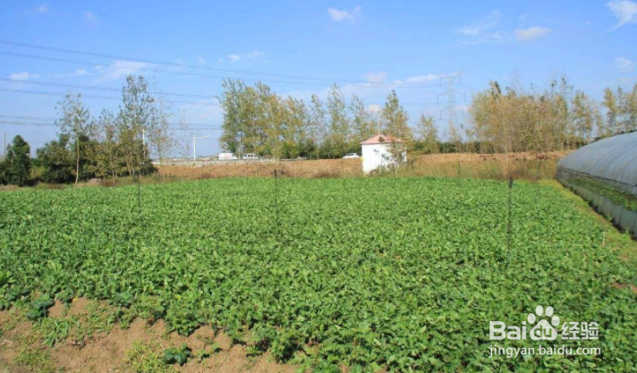 秋萝卜种植时间和方法?