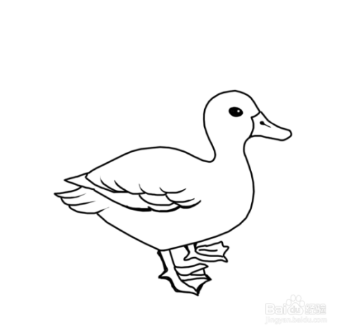 动物简笔画之鸭子的简笔画画法