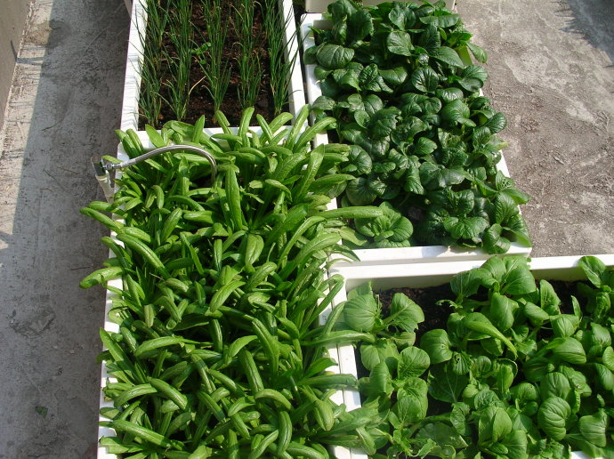 阳台上种菜，出现大量苍蝇，如何自制无毒灭蝇药