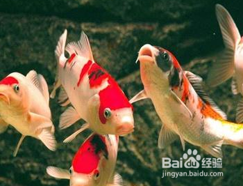 锦鲤怎么养？