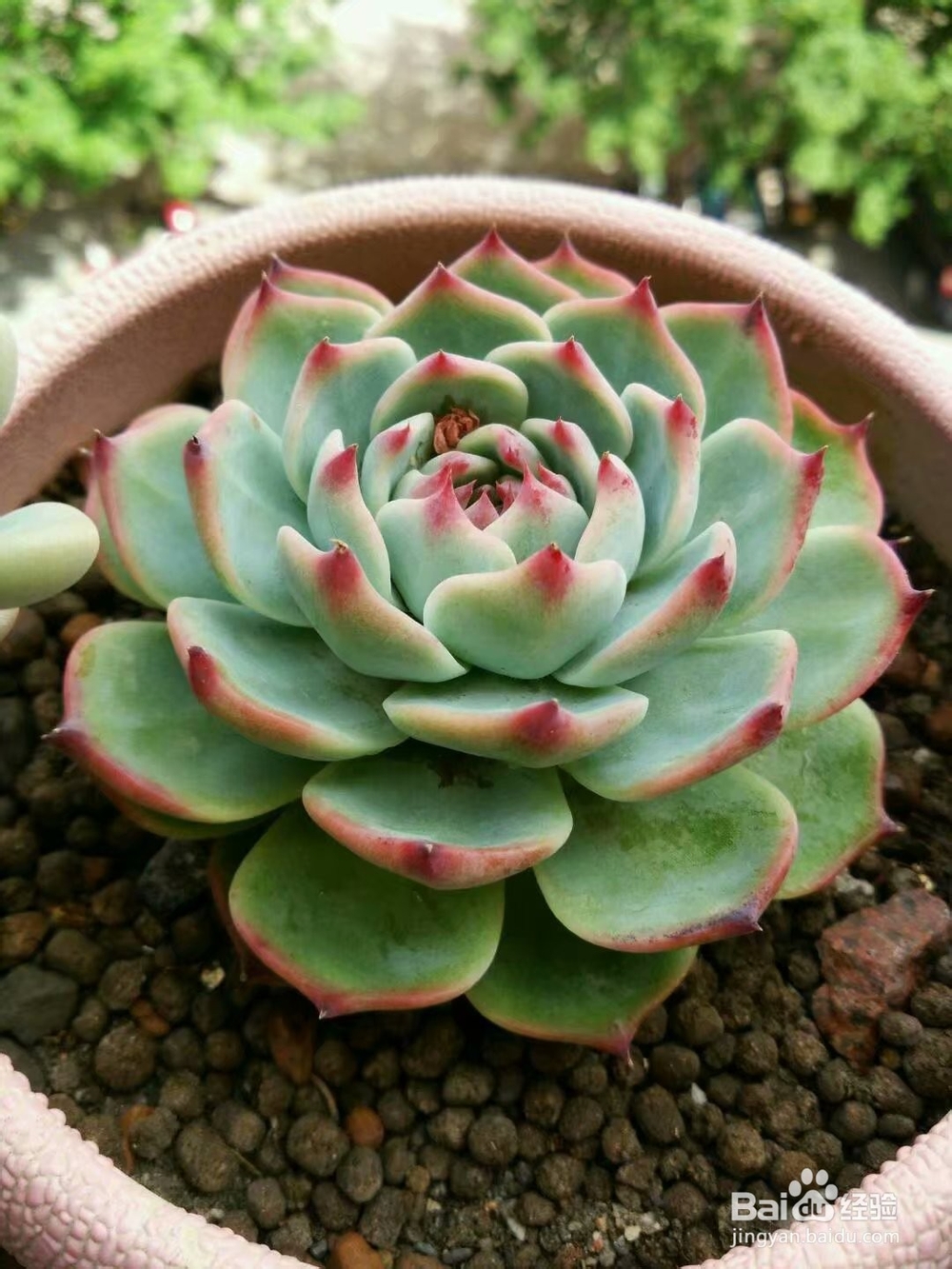 冬天多肉叶片扦插方法