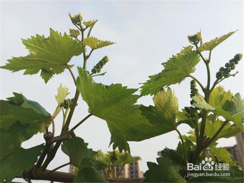 阳台上种葡萄的方法