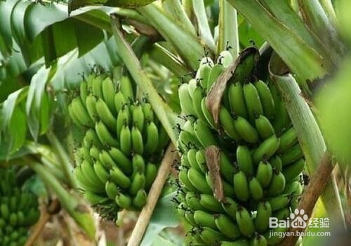 怎样保存香蕉!