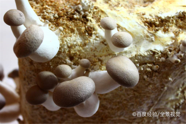 婴幼儿能吃杏鲍菇吗